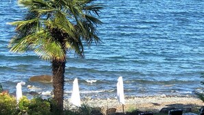 Une plage avec un palmier, des parasols blancs et des chaises longues.