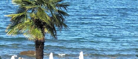 A beach with a palm tree and white umbrellas.