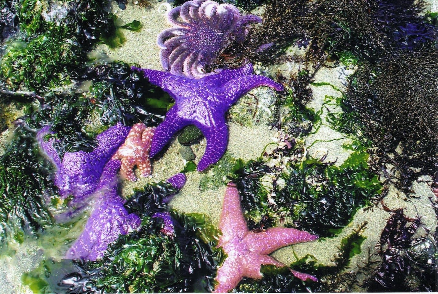 Una playa arenosa con algas marinas y estrellas de mar.