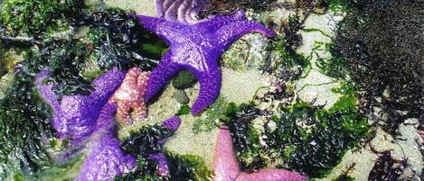 Una playa arenosa con algas marinas y estrellas de mar.