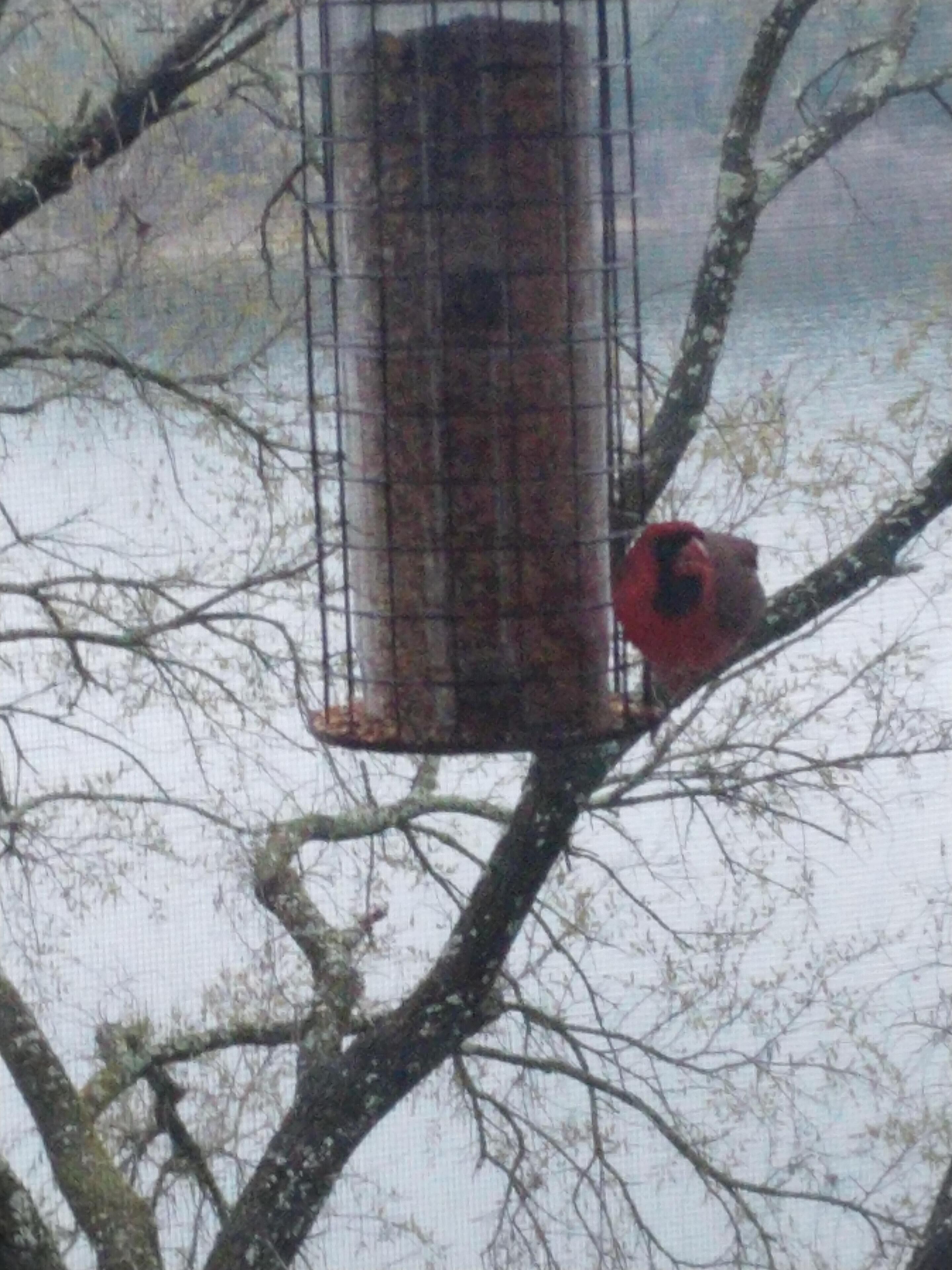 A bird feeder attached to a tree branch.