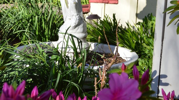 Un jardín con una estatua blanca, una cerca blanca y flores rosas.