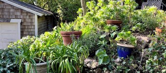 Kentfield Haven - Adorable and Cozy Studio
