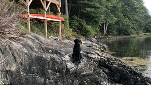 A black dog sitting on a rocky shore near a wooden structure with a red lifeguard stand. - Spectacular waterfront home with panoramic views on 4 private acres ! (Harpswell)