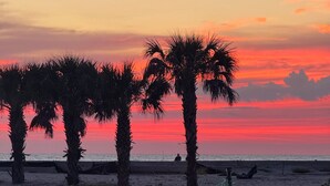 A beach with palm trees and a netted barrier.