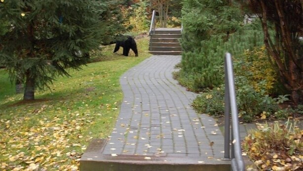 Ein gepflasterter Weg führt zu einer Treppe, die von Bäumen und Gras umgeben ist.