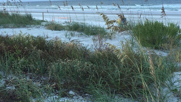 A beach with sand, grass, and the ocean. - Spacious Oceanfront 1st Floor 2 BR/2 BA Condo (Daytona Beach)