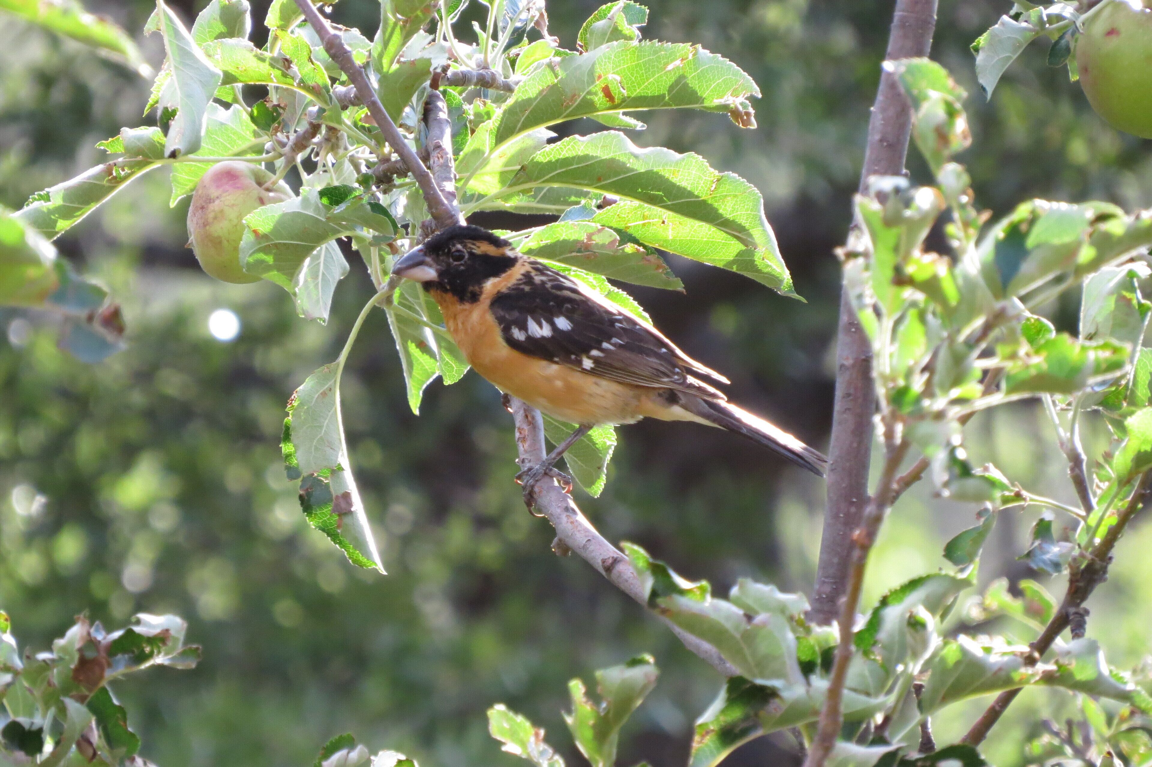 Ein Vogel sitzt auf einem Ast mit Blättern und Früchten.