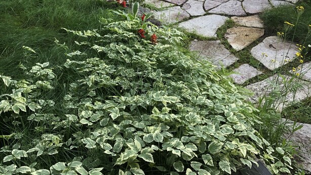 Un patio de piedra con un hogar rodeado de follaje y árboles.