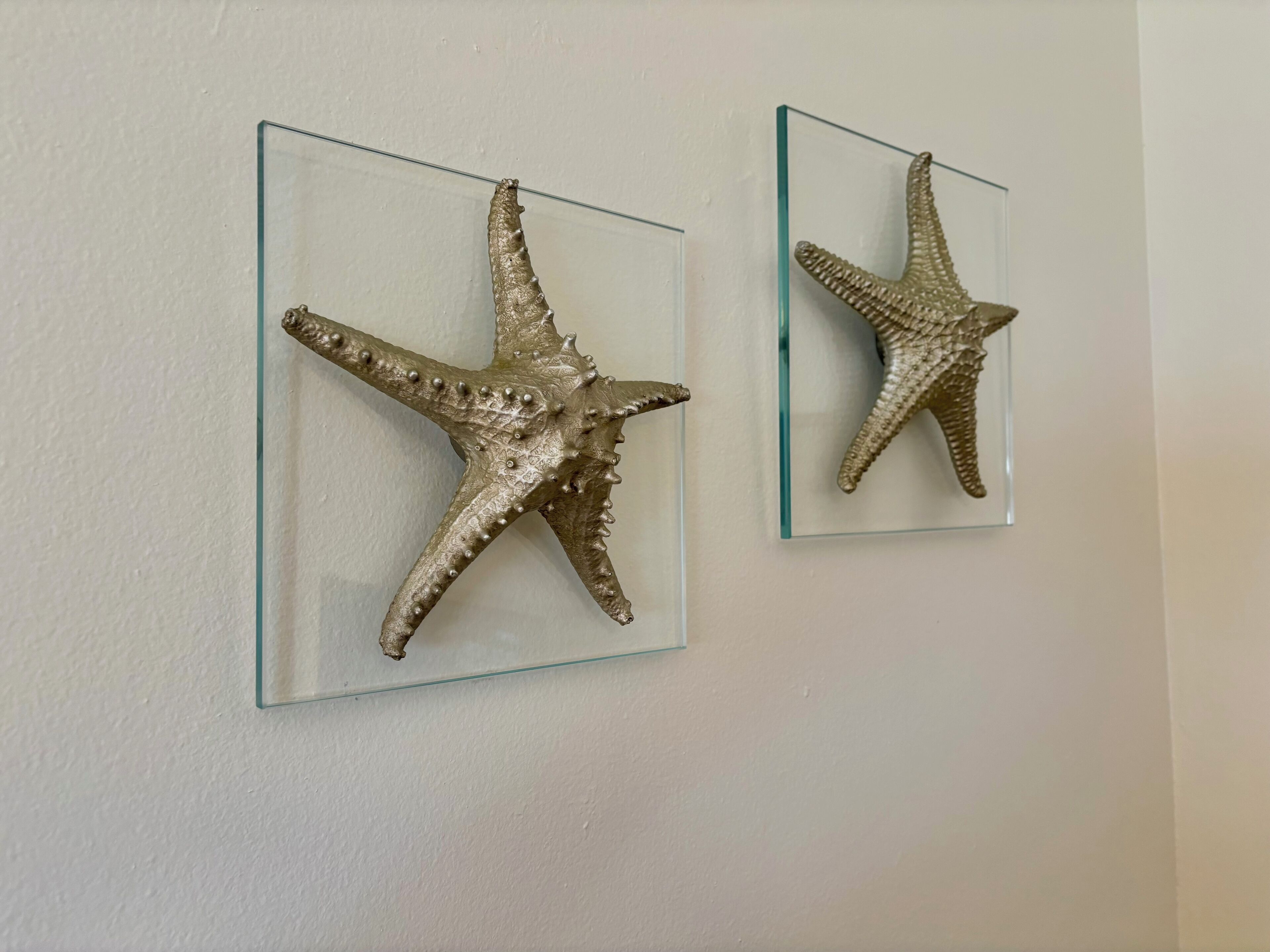 Dos estrellas de mar montadas sobre paneles de vidrio en una pared.