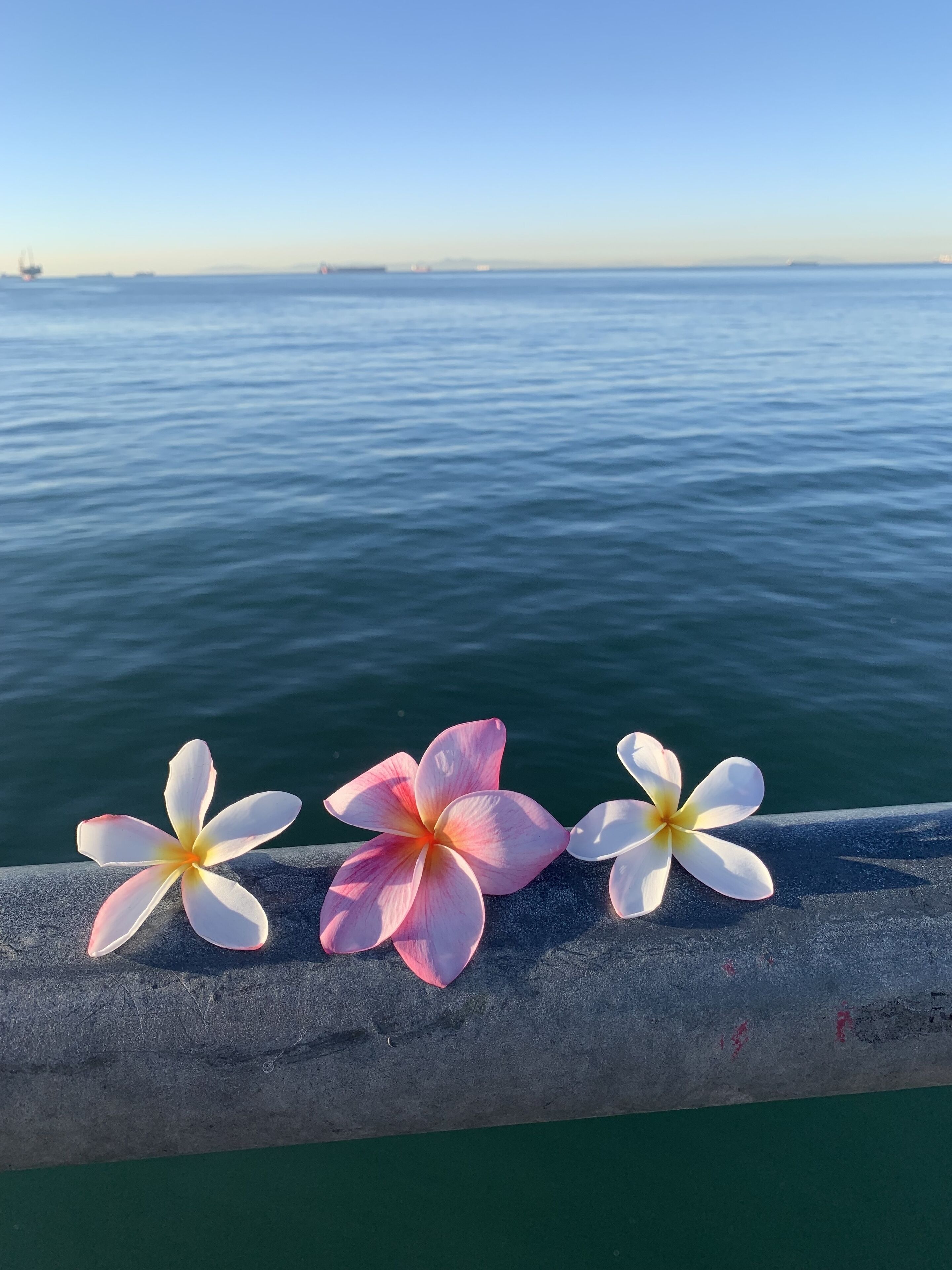 Three flowers on a concrete ledge by a body of water.