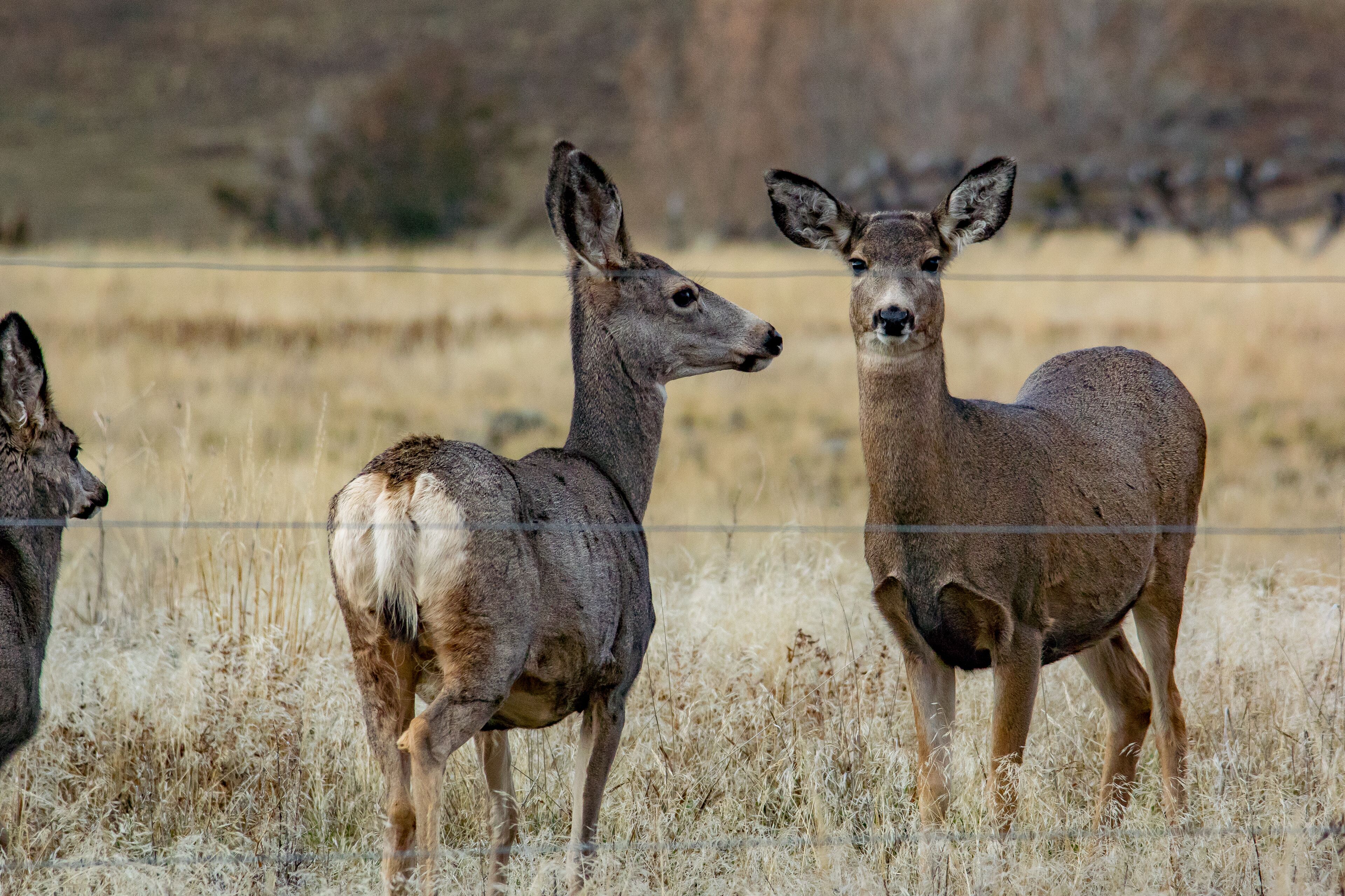 A fenced area with three deer standing in a field.