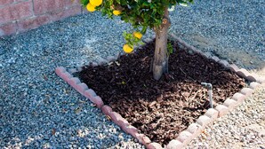 Un pequeño árbol con frutos amarillos en una maceta, rodeado de grava y un borde de ladrillo.