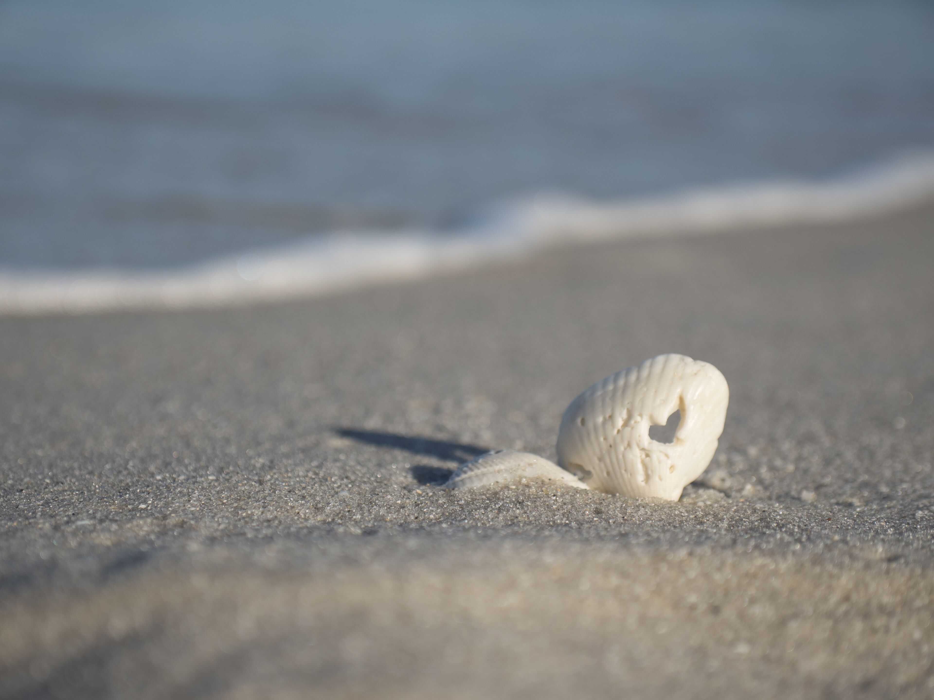 A seashell on a sandy beach with gentle waves in the background.
