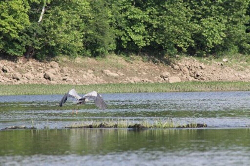 A bird flying over a body of water with a forested area in the background.