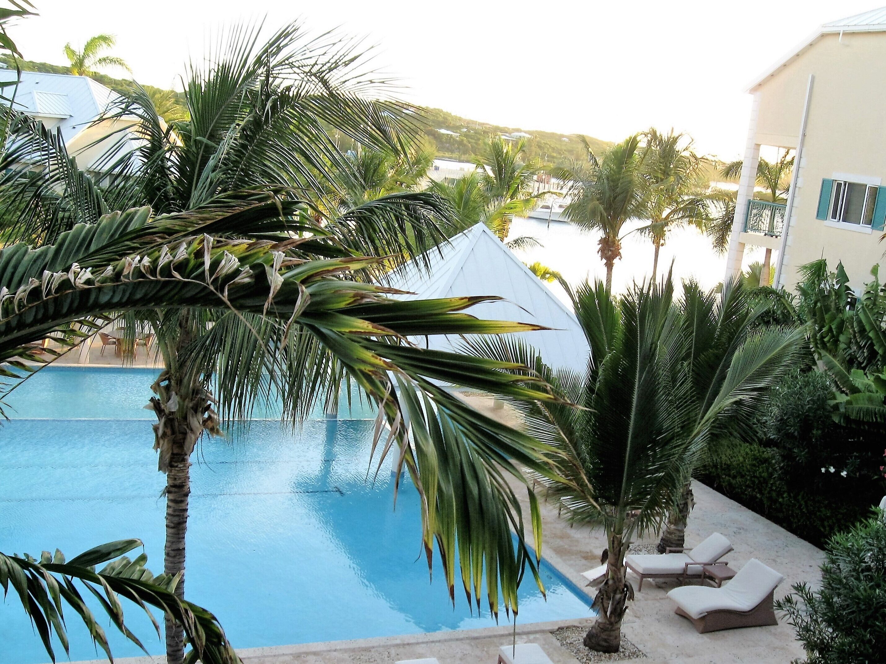 A pool surrounded by palm trees and lounge chairs, with a building in the background.