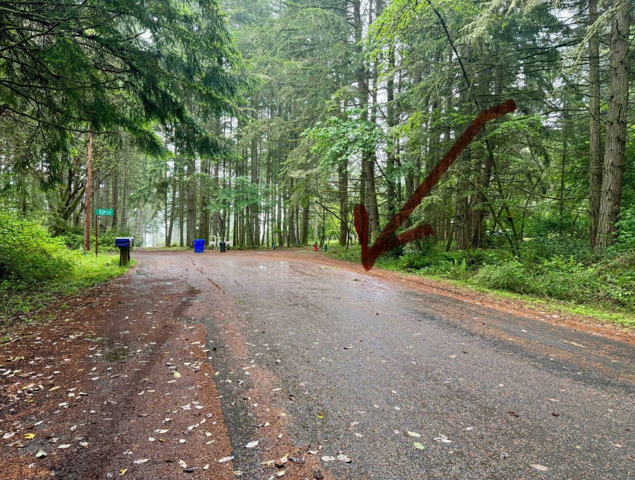A forested road with a mailbox and a blue trash bin on the left.