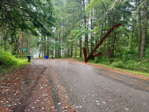 A forested road with a mailbox and a blue trash bin on the left.