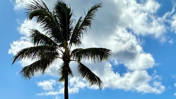 Una spiaggia con palme e un mare calmo, sotto un cielo parzialmente nuvoloso.