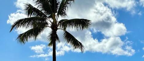 Toalhas de praia
