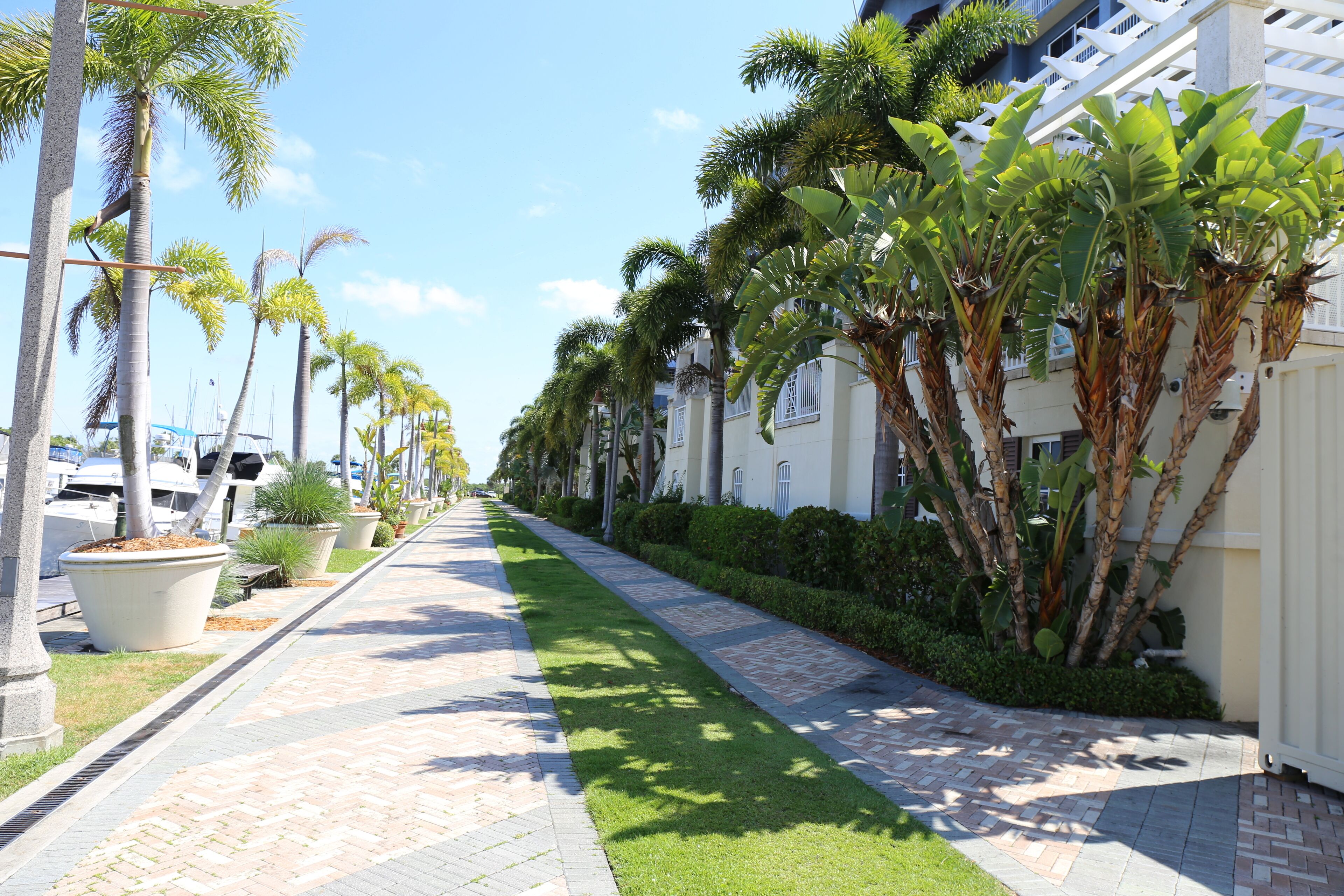 A paved pathway lined with palm trees and large planters, leading to a building with a white facade and balconies.