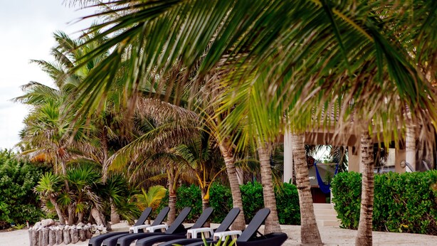 A beachside lounge area with sun loungers and palm trees.