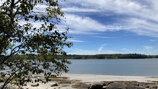 A beach with large rocks and a tree in the foreground. - Oceanfront Cottage in Milbridge ~ME~ (Milbridge)