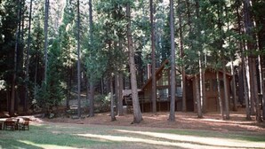 Uma cabana rústica rodeada por árvores altas numa floresta.