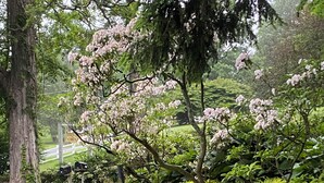En stenmur med gula blommor och ett träd med rosa blommor.