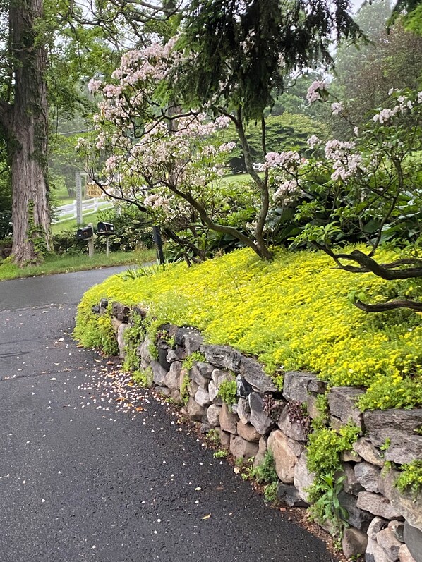 A stone wall with yellow flowers and a tree with pink blossoms. - Large, Sunny 4 Bedroom Home Sleeps 8 and 1 minute to Five Fabulous Restaurants (Woodbury)