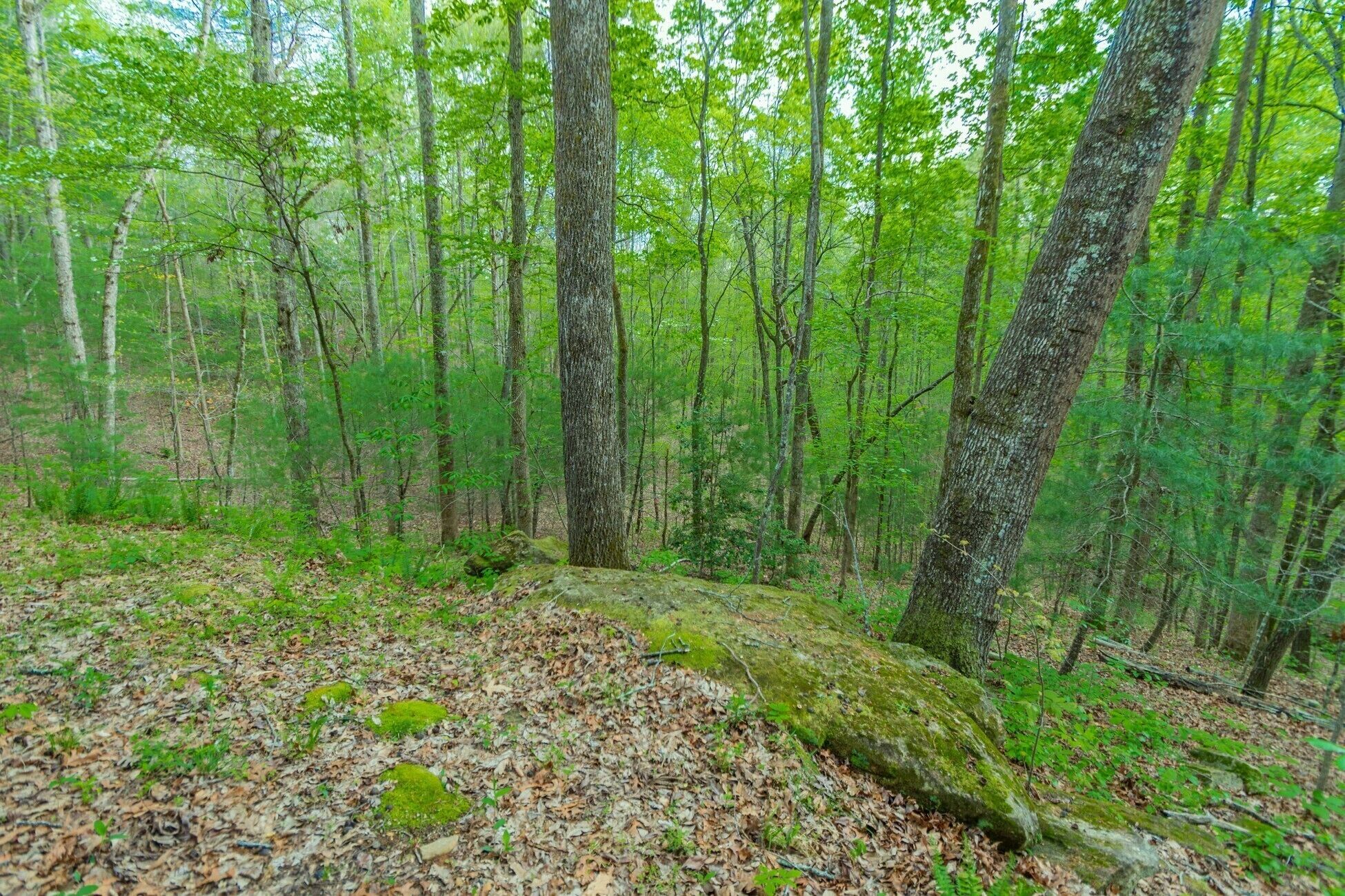 Un bosque con un tronco grande caído al frente.