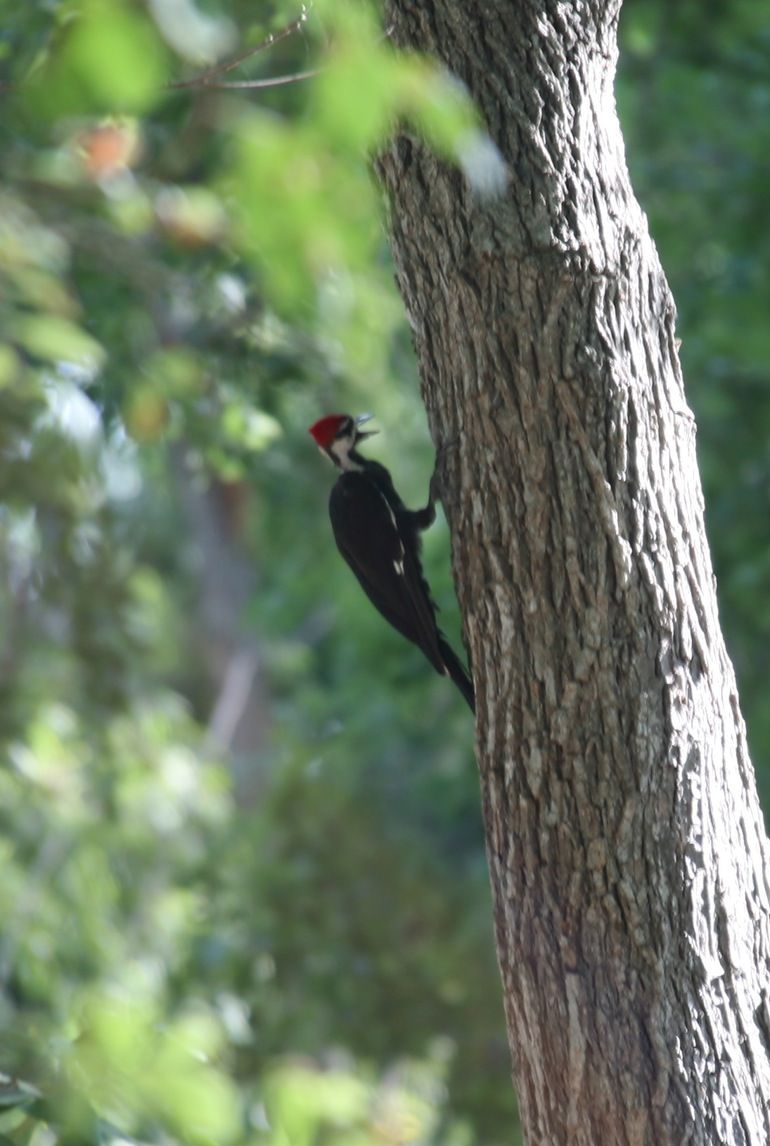 A rare visit from a large Pileated Woodpecker was a pleasant surprise recently