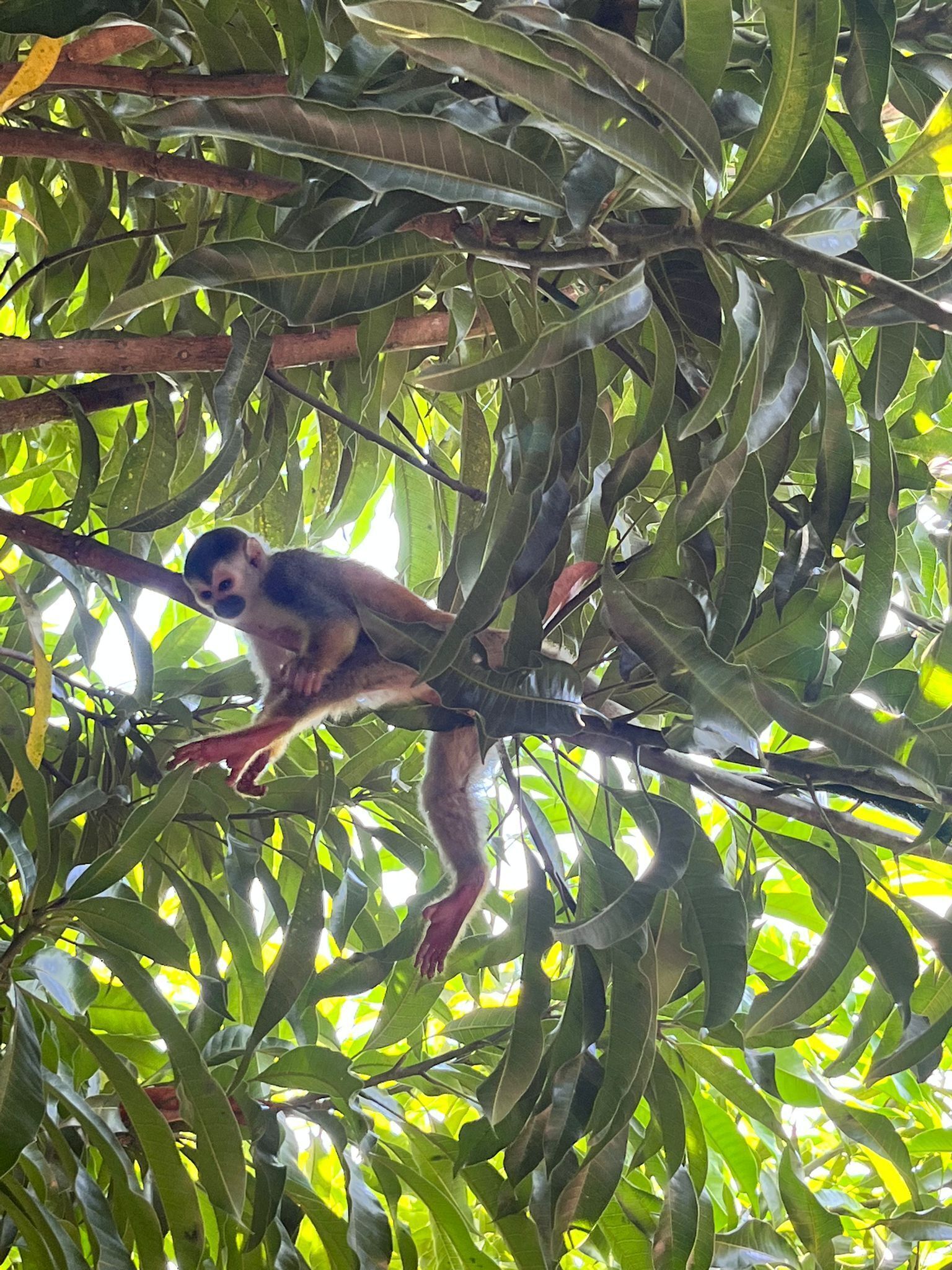 A monkey in a dense, green leafy environment.