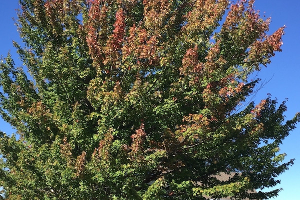 Fall Foliage
