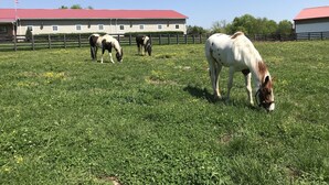 A stable with horses grazing in a field, surrounded by a wooden fence and a building with a red roof. - The Cabin at Flat Rock Farms - rustic charm on a beautiful former horse farm  (Lewisburg)