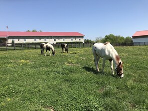Área da propriedade