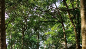 A pathway through a forested area with trees and greenery. - Beautiful Southport, Golf Frontage & Oak Island Beach club .New Quartz counters  (Southport)
