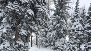 Une terrasse enneigée, dotée d’une rambarde, entourée d’arbres chargés de neige.