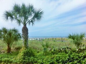 A coastal landscape with a palm tree, grassy areas, and a fence.