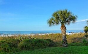 A beach with a palm tree and ocean view.