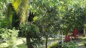 Un jardín con diversas plantas y árboles.