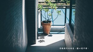 Una planta en maceta en un balcón con vista a una piscina.