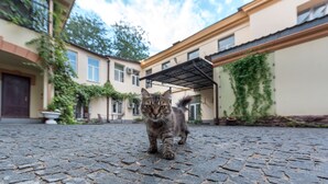 Um gato caminhando em um pátio de pedras com edifícios ao fundo.