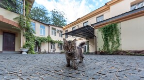 Courtyard - TsaTsa Hotel - Hostel (Odesa)