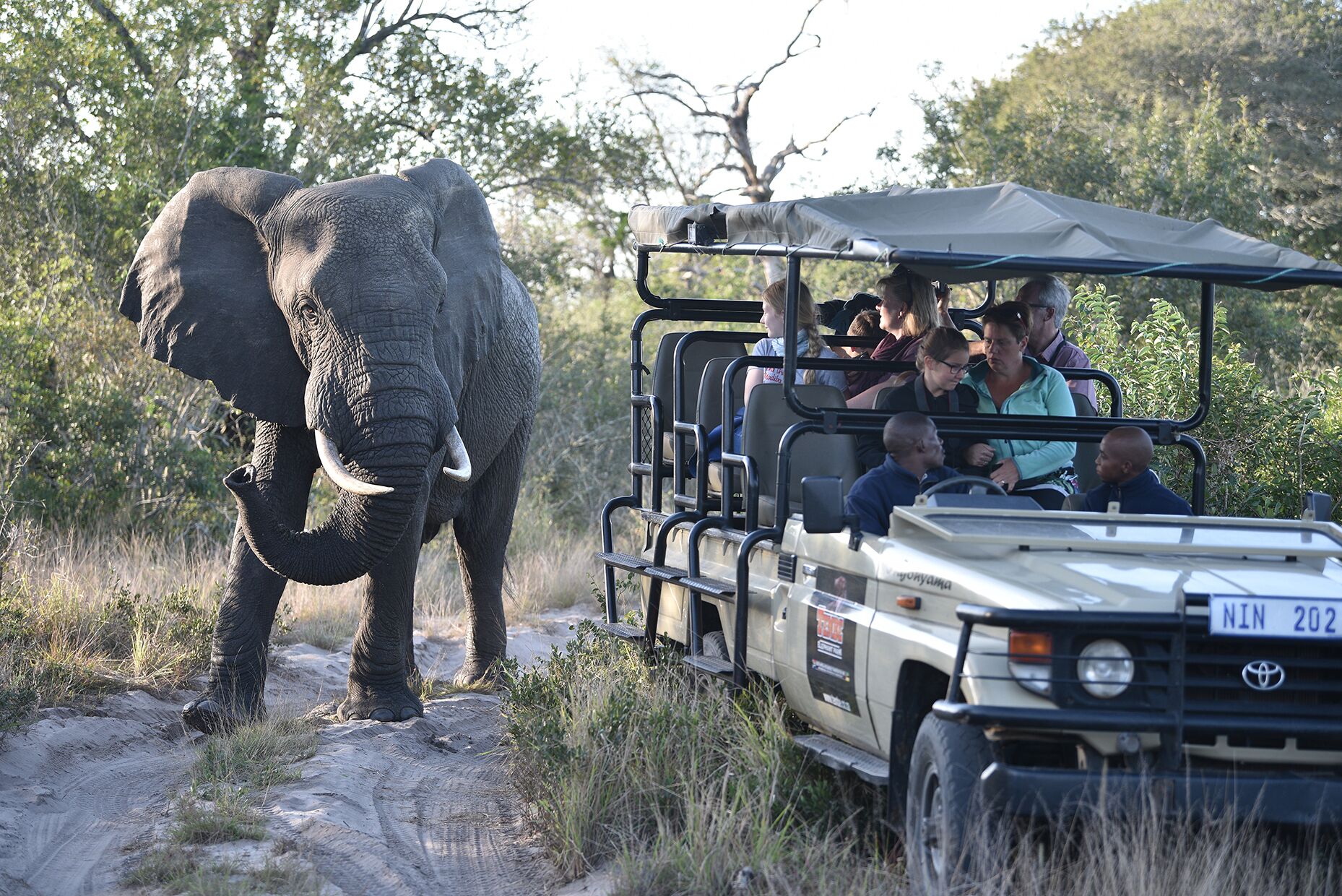 Un véhicule de safari transportant des passagers qui observent un éléphant.