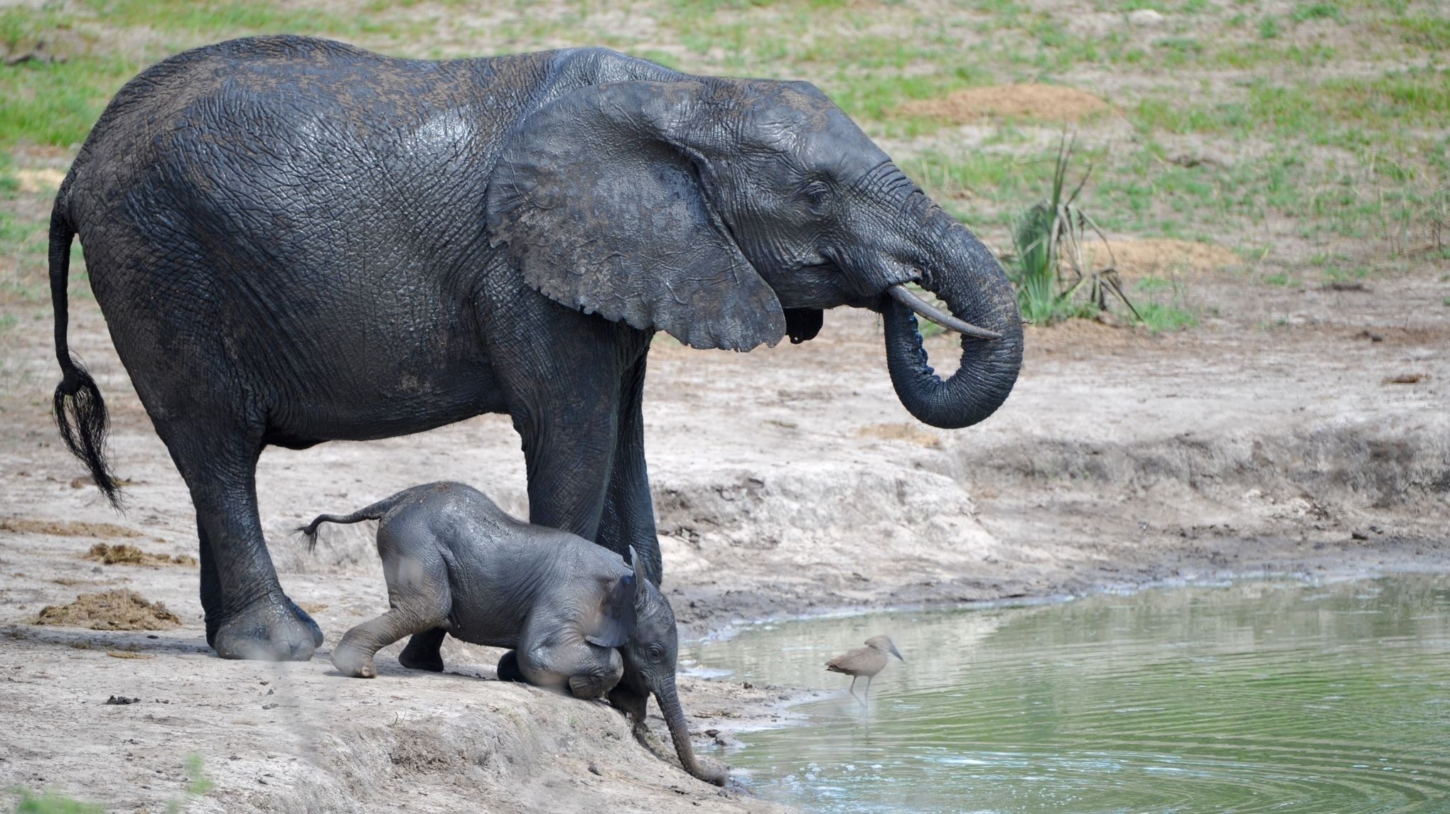 Ein Elefant und sein Junges an einem Gewässer.