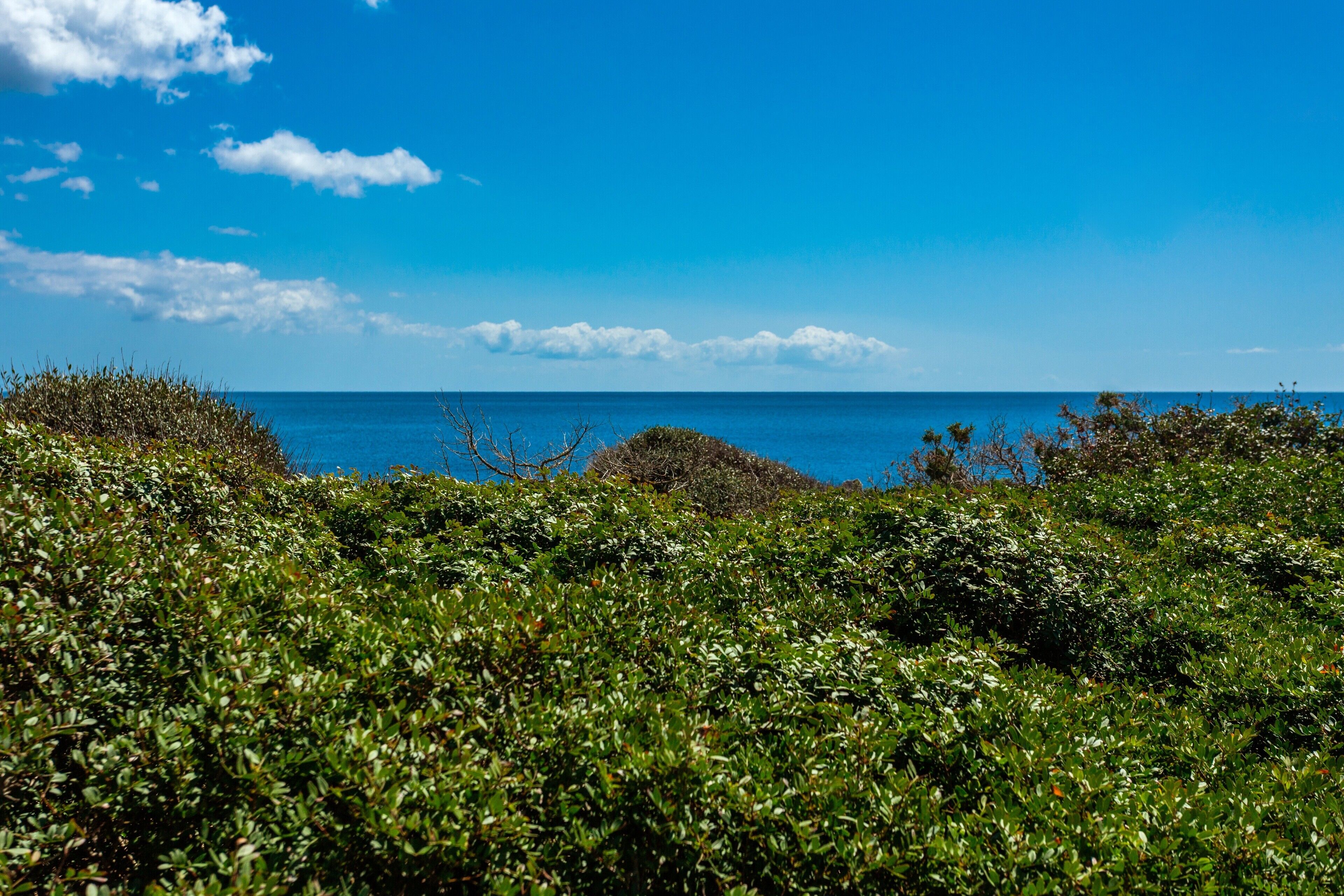 Paisatge costaner amb vegetació verda abundant i cel blau clar.