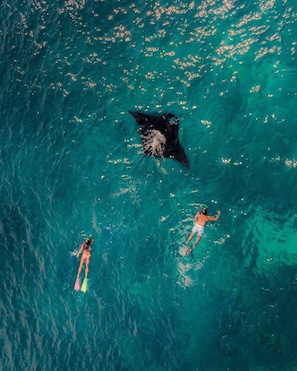 An aerial view of a clear turquoise sea with two people swimming and a large marine animal nearby. - Samara I Liveaboard (Labuan Bajo)