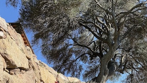 A stone wall with a large tree in the background. - Artemisia Sardegna (Tergu)