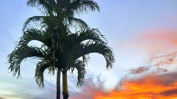 A palm tree by a rocky shoreline with a sunset in the background. - Kuleana 408 Ground Oceanfront - No Additional Owner Fees and Discounts Available (Lahaina)